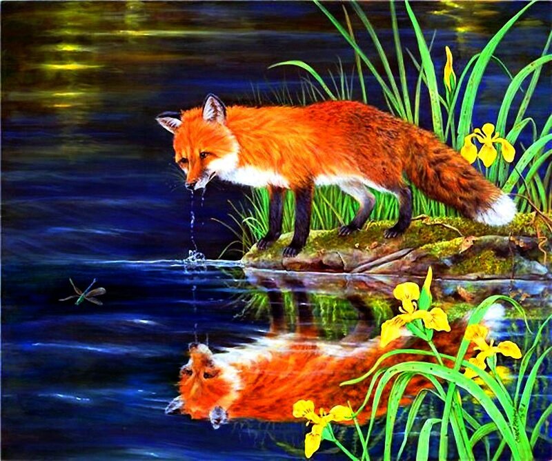 Fox Drinking from Pond