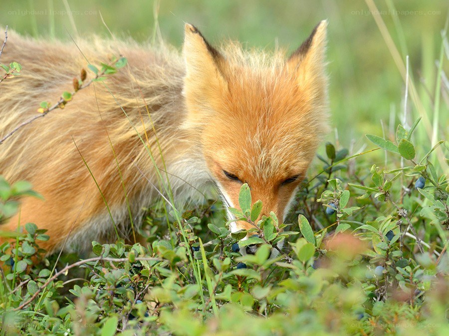 fox eating berries in the wild