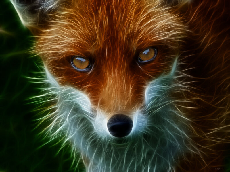 Fox Face Close-up