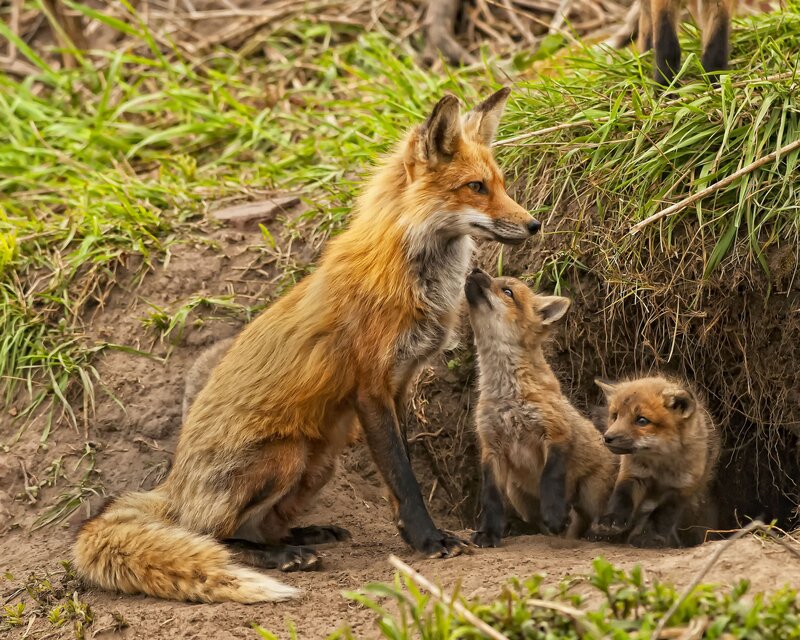 Fox family at den entrance