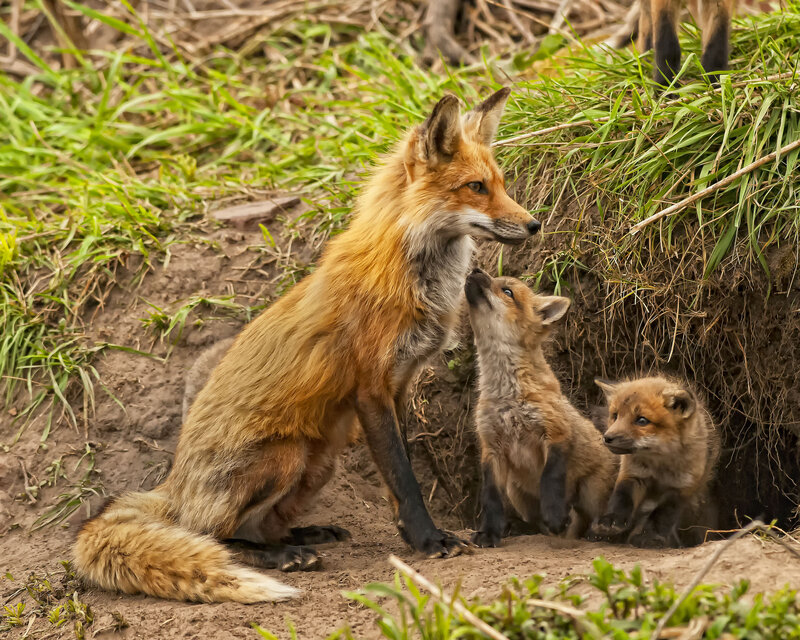 Fox Family at Den