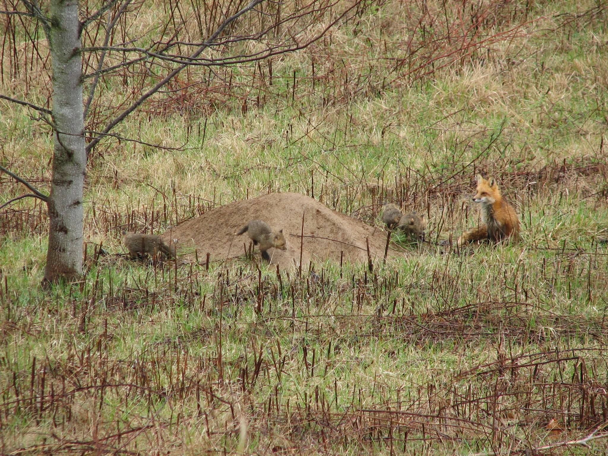 Fox family in a field