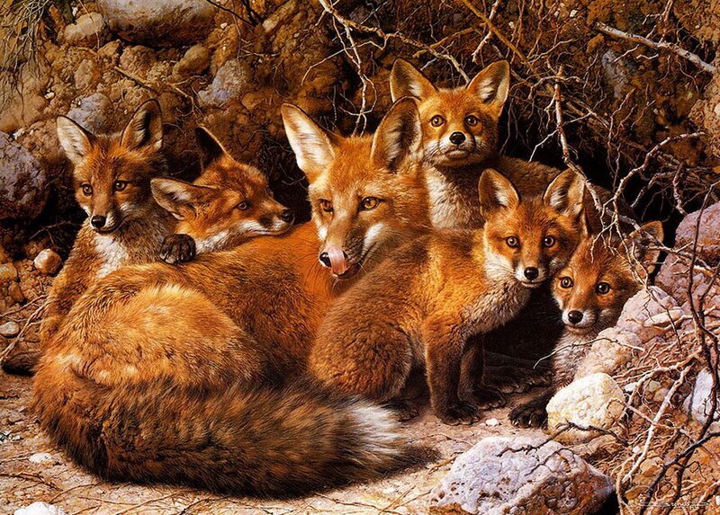 Fox Family in Den — Brown