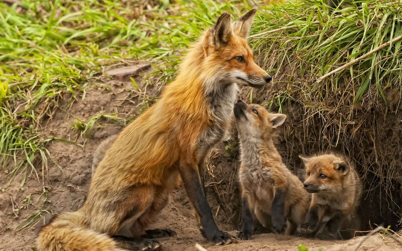 Fox Family in Den — Orange