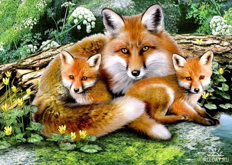 Fox Family in Forest — Orange