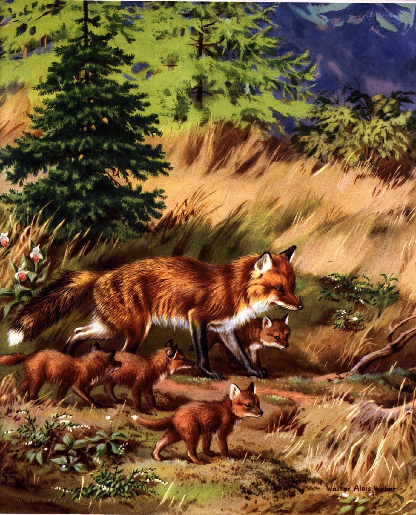 Fox Family in Forest