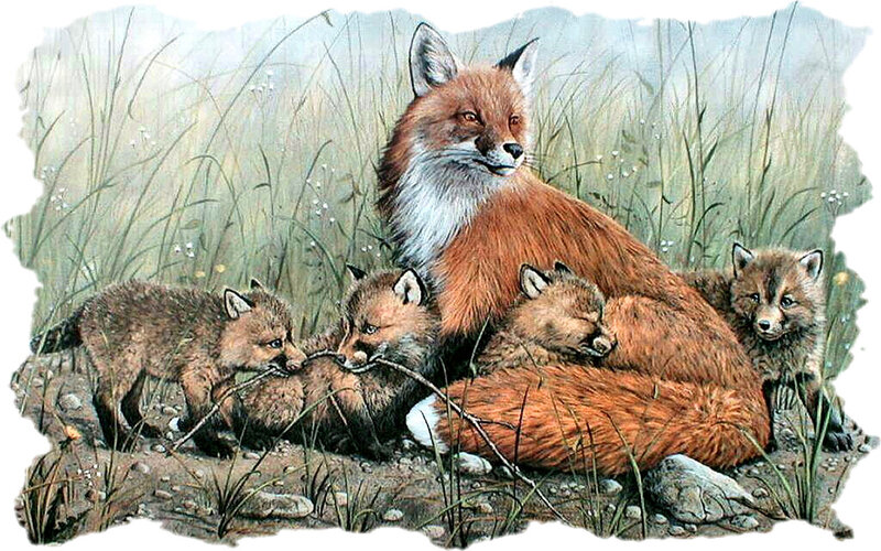 Fox Family in Grass — Brown