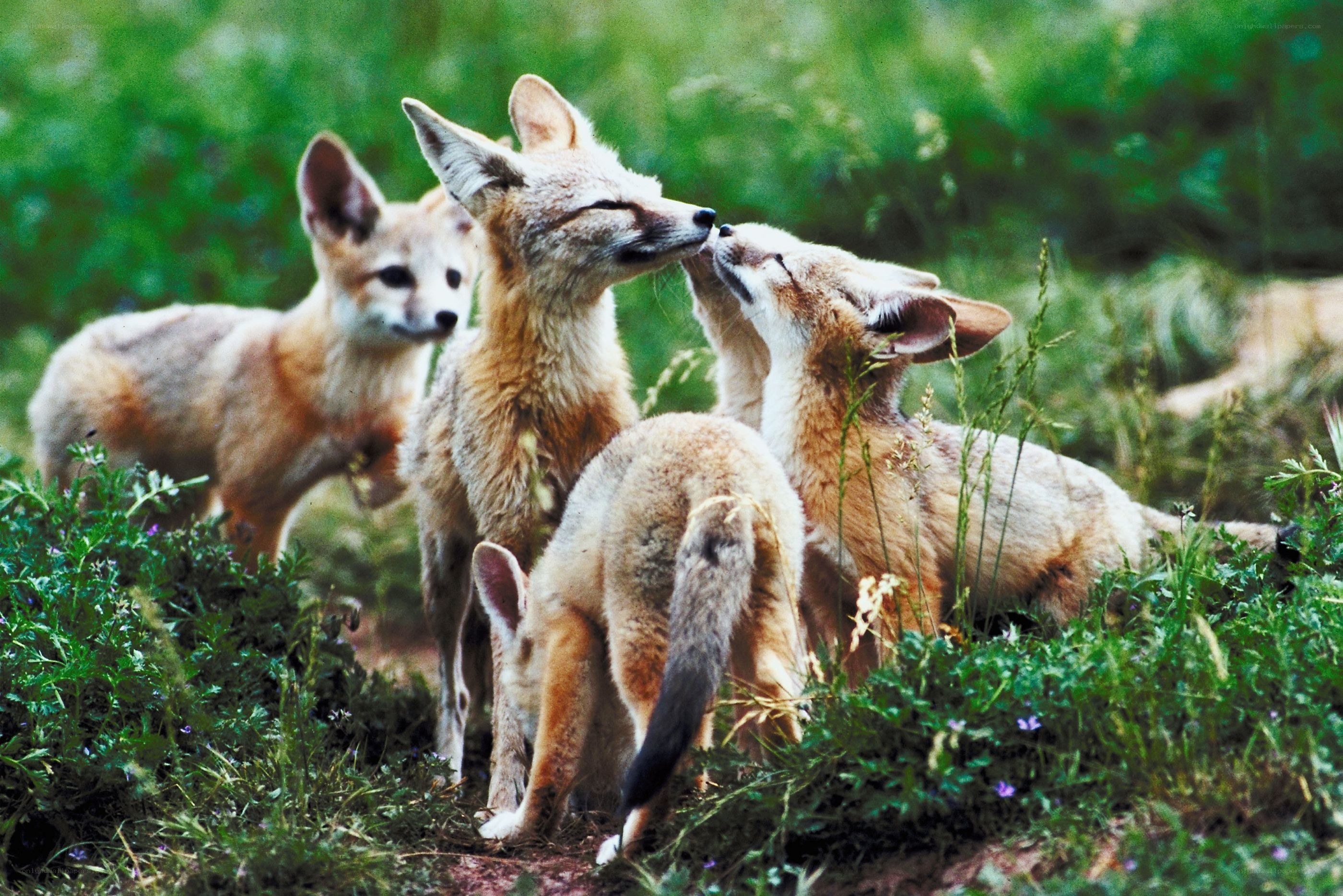 Fox family in grass