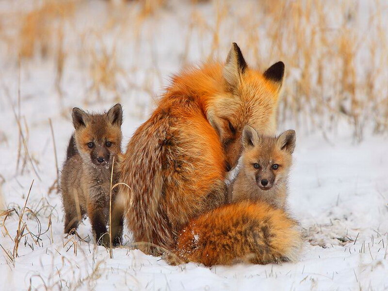 Fox Family in Snow