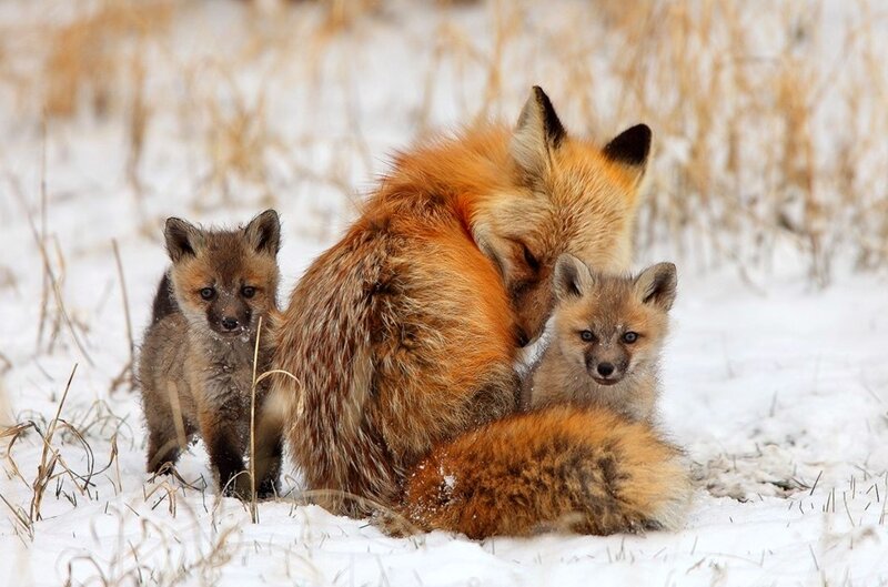 Fox Family in Snow — White