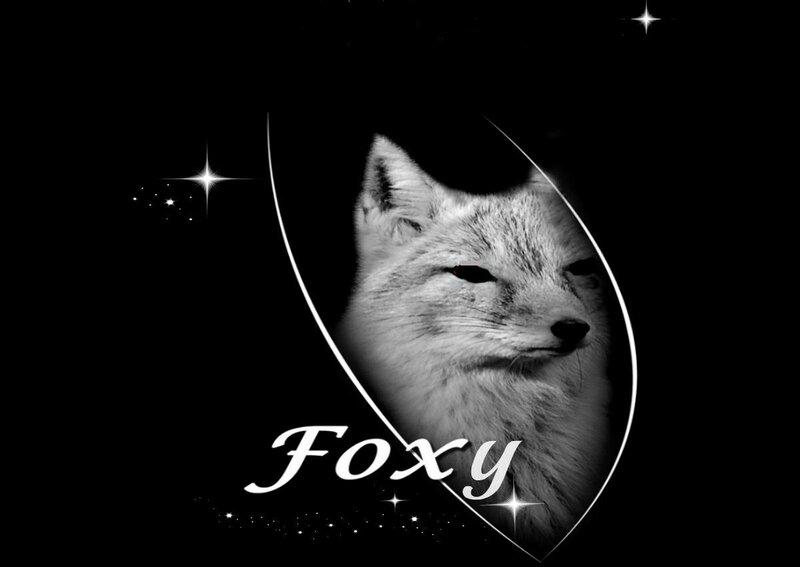 Fox Head Portrait