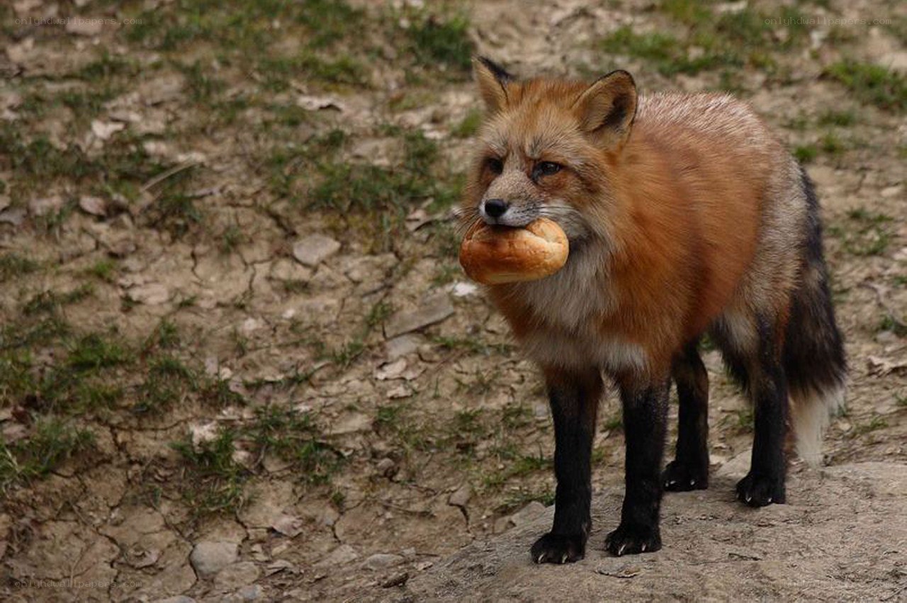 fox holding bread in mouth