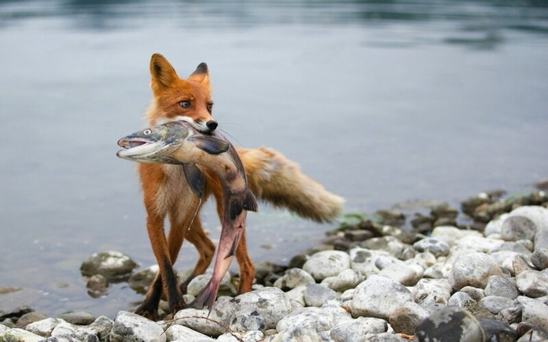 Fox Holding Fish