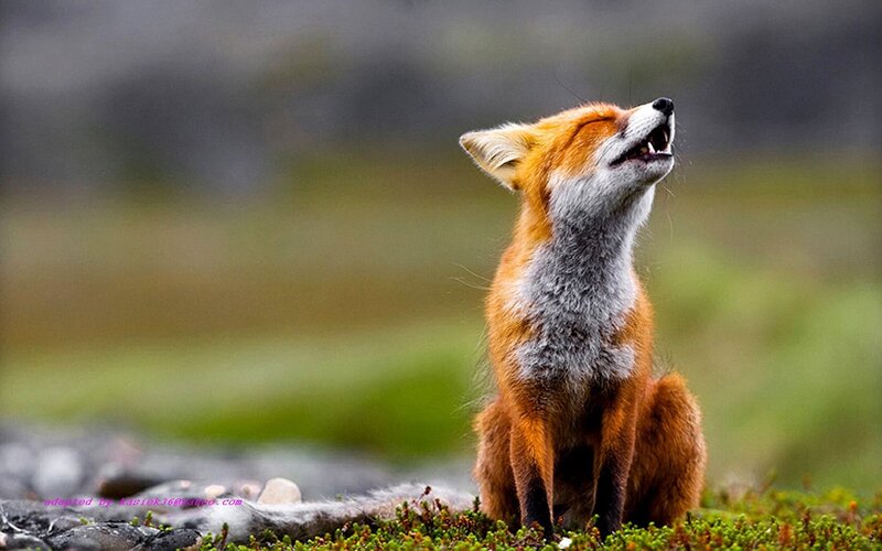 fox howling in the wild