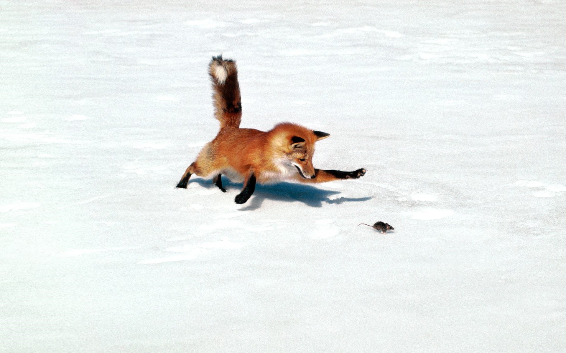 fox hunting a mouse in snow