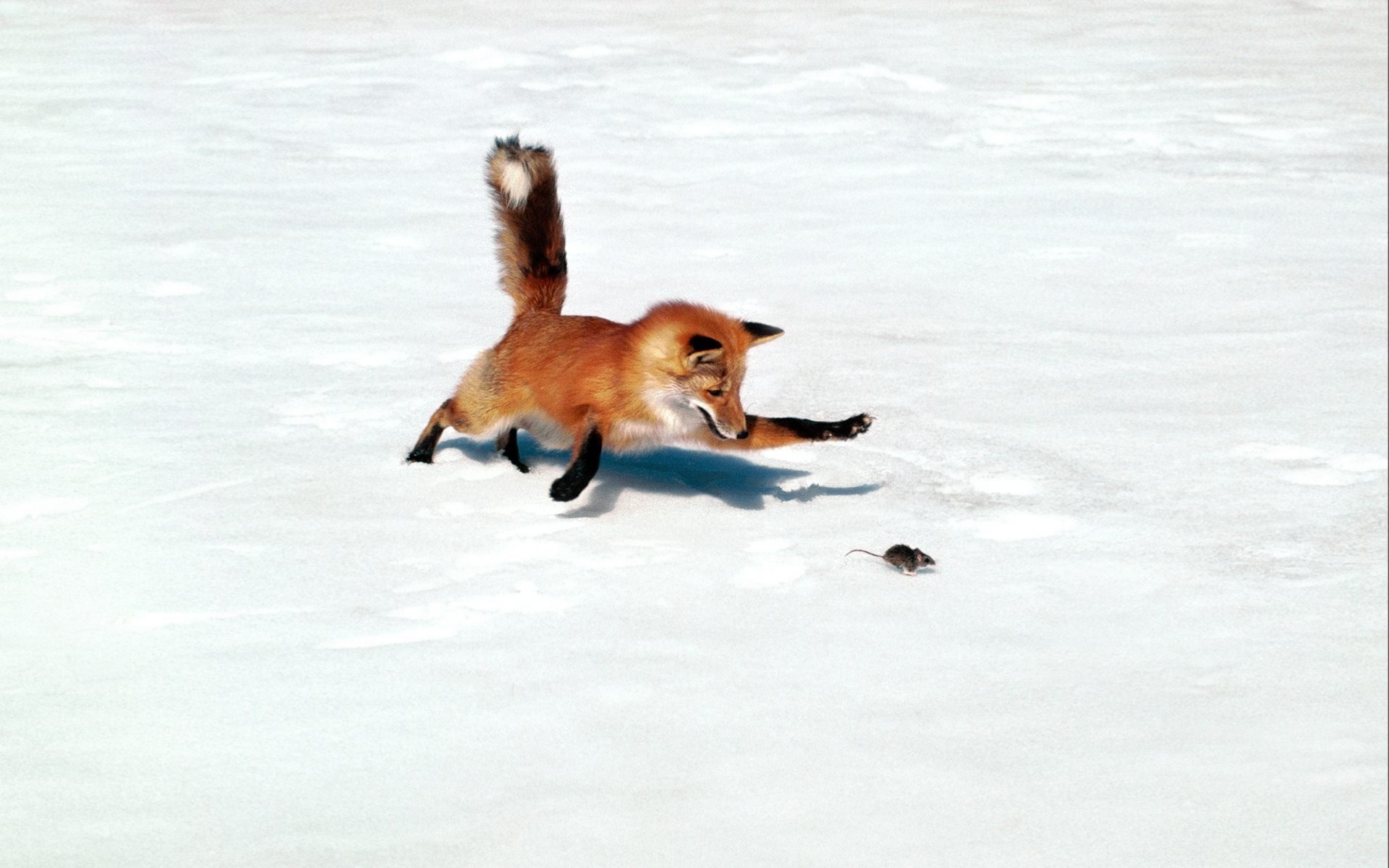 fox hunting a mouse in snow