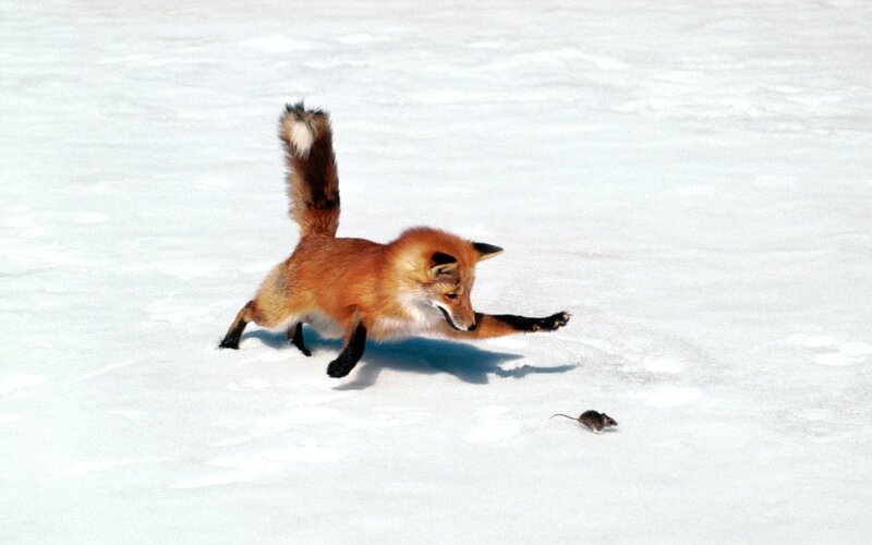 fox hunting a mouse in snow