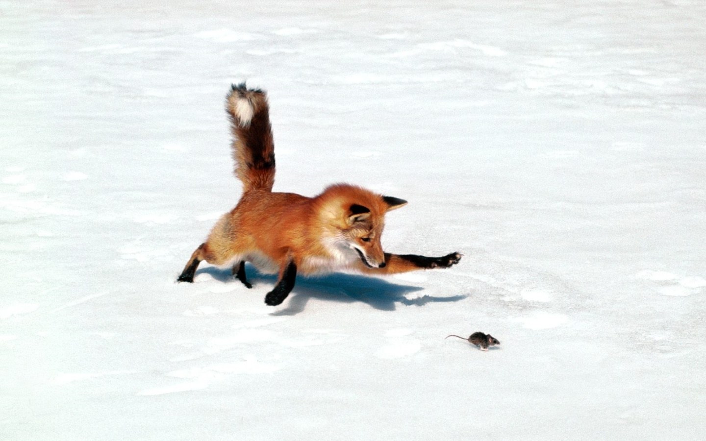 fox hunting a mouse in snow