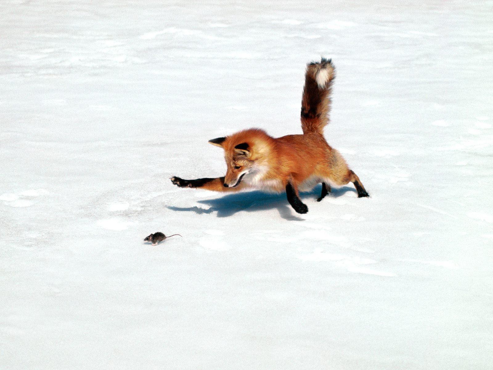 Fox hunting mouse in snow