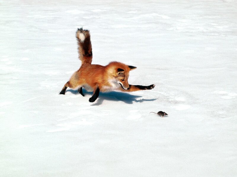 fox hunting mouse in snow