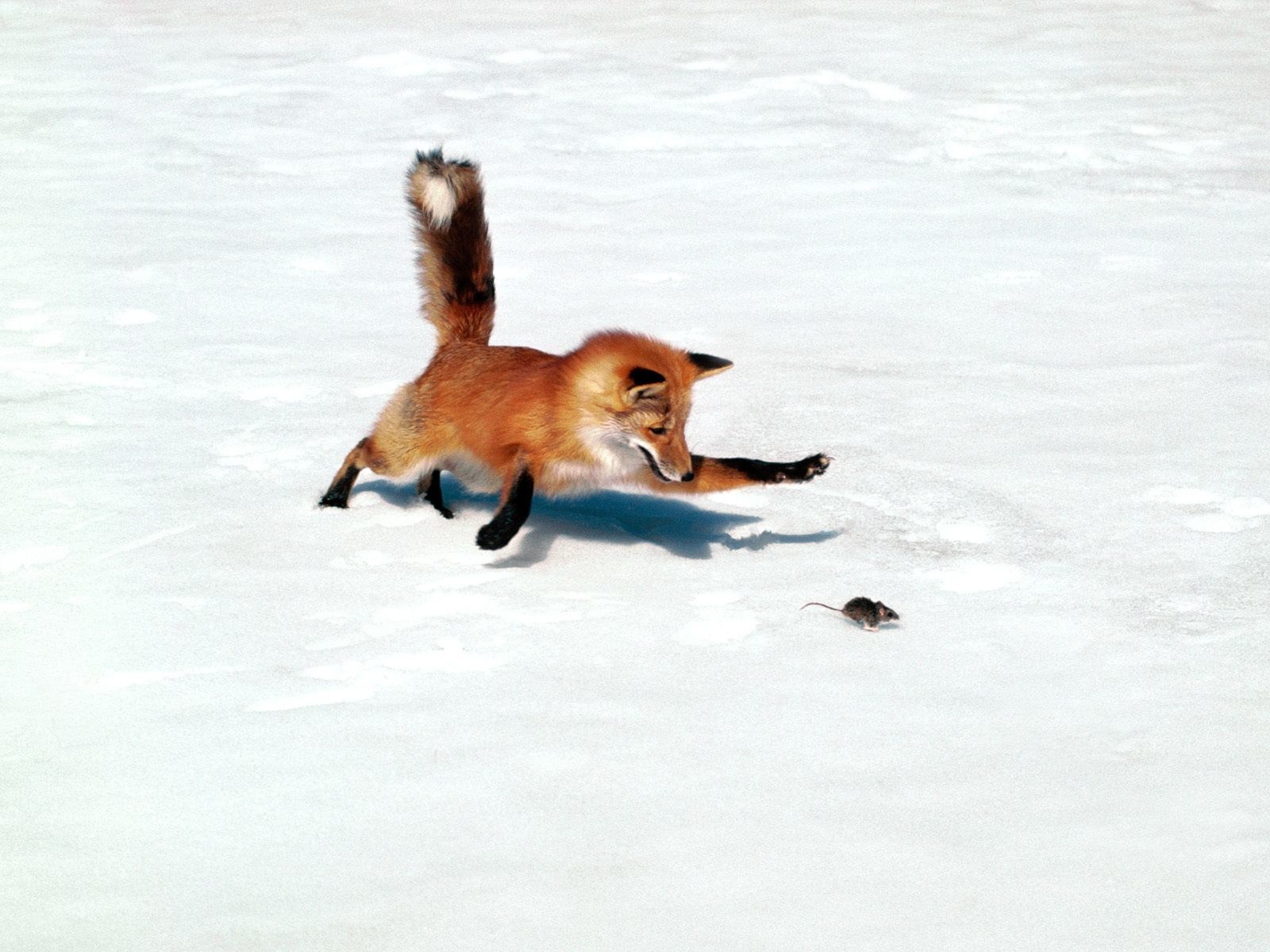 fox hunting mouse in snow