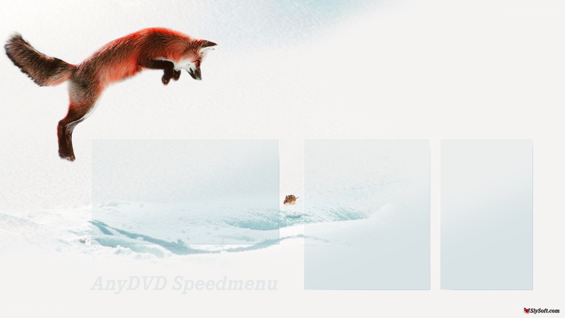 fox hunting mouse in snow
