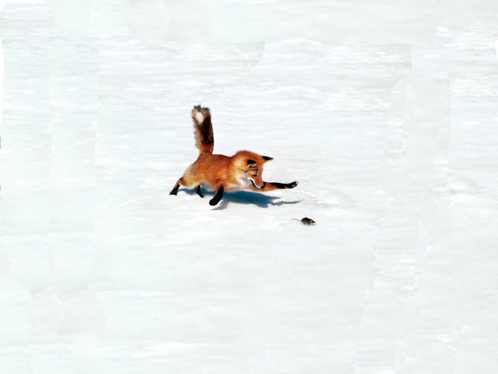 fox hunting mouse in snow