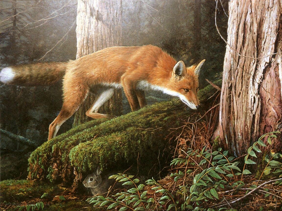 Fox hunting rabbit in forest
