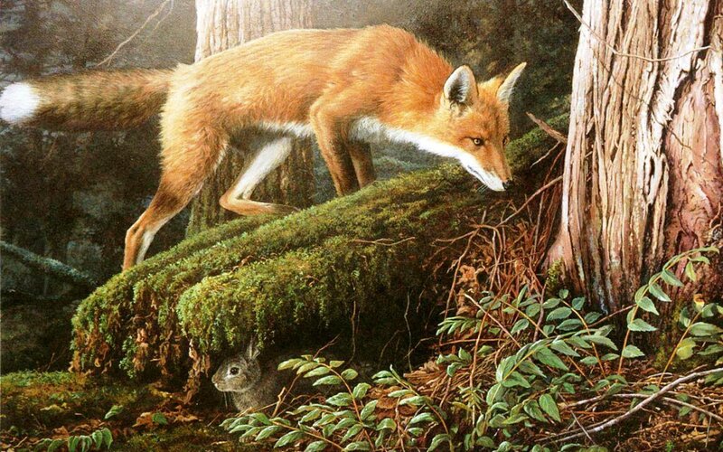 Fox Hunting Rabbit