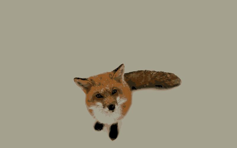 fox illustration on beige
