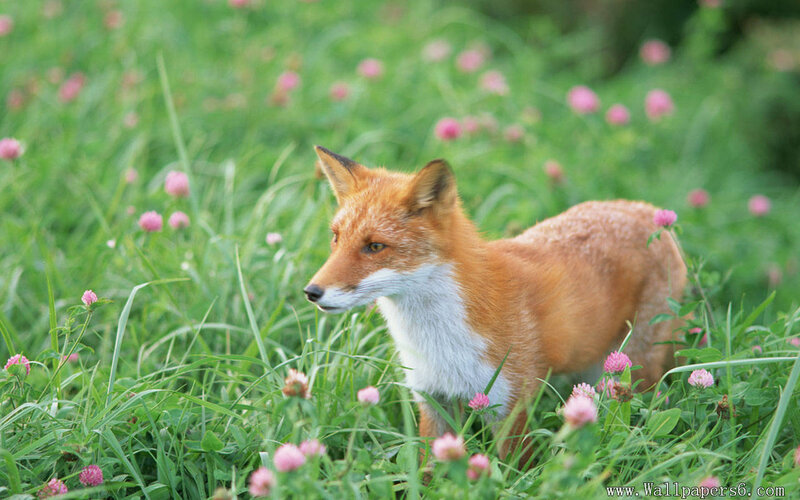fox in a field of flowers