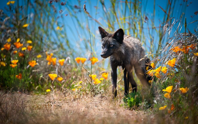 Fox in a field of flowers