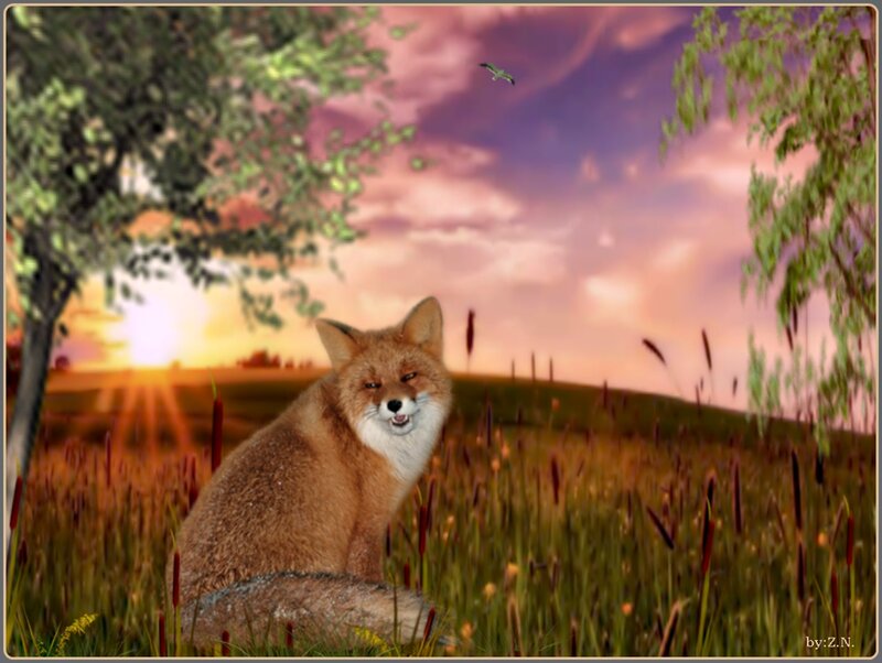 Fox in a Field — Orange
