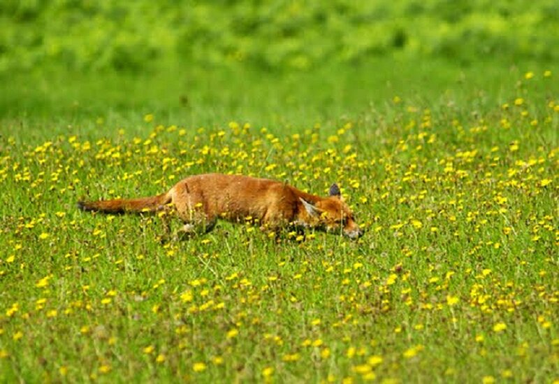 Fox in a Field