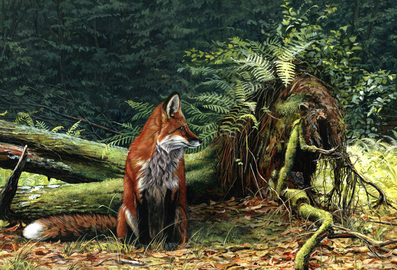 Fox in a forest clearing