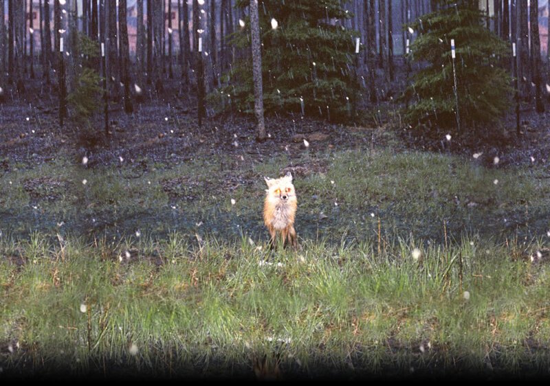 Fox in a forest clearing