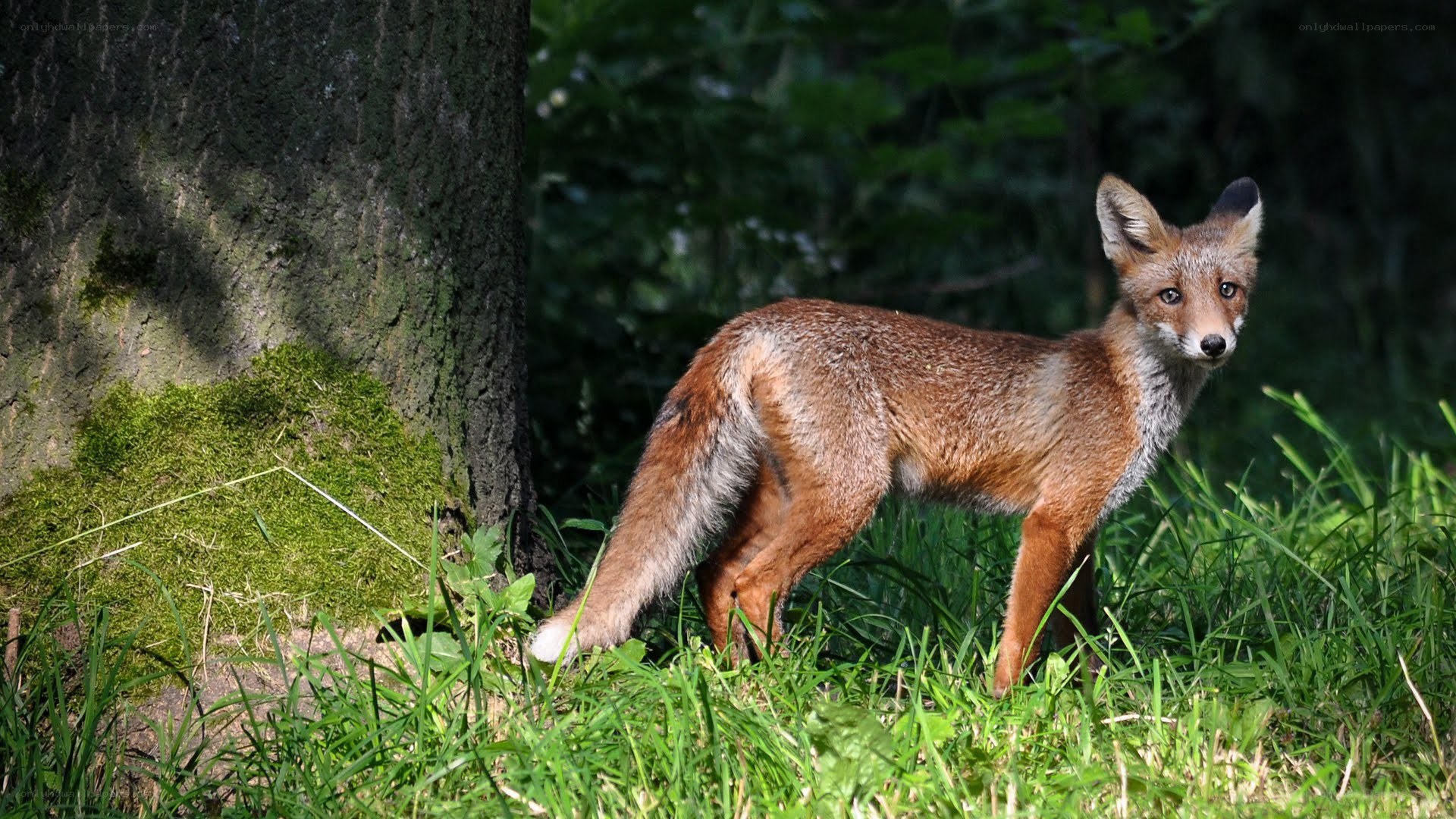 Fox in a forest