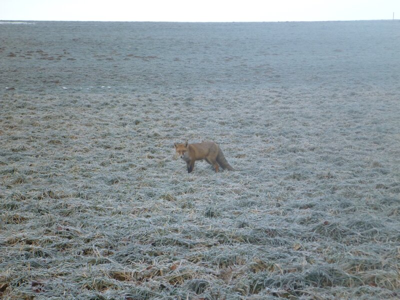 Fox in a frosty field