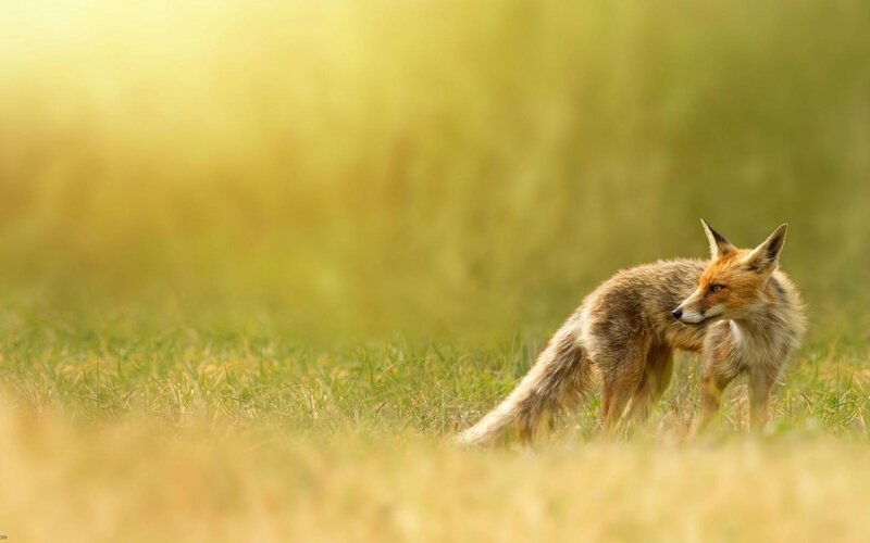fox in a grassy field