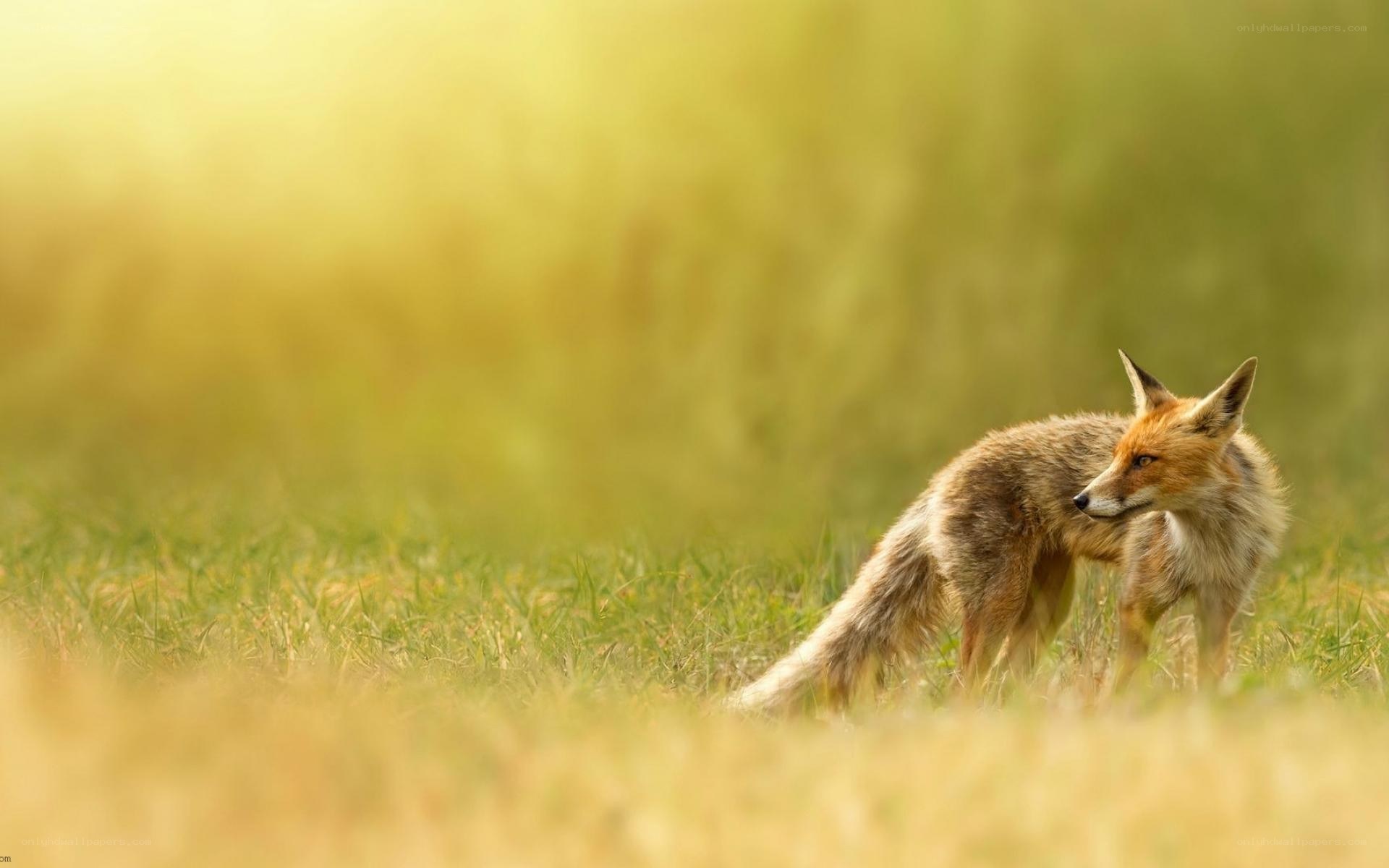 fox in a grassy field