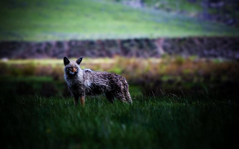 fox in a grassy field