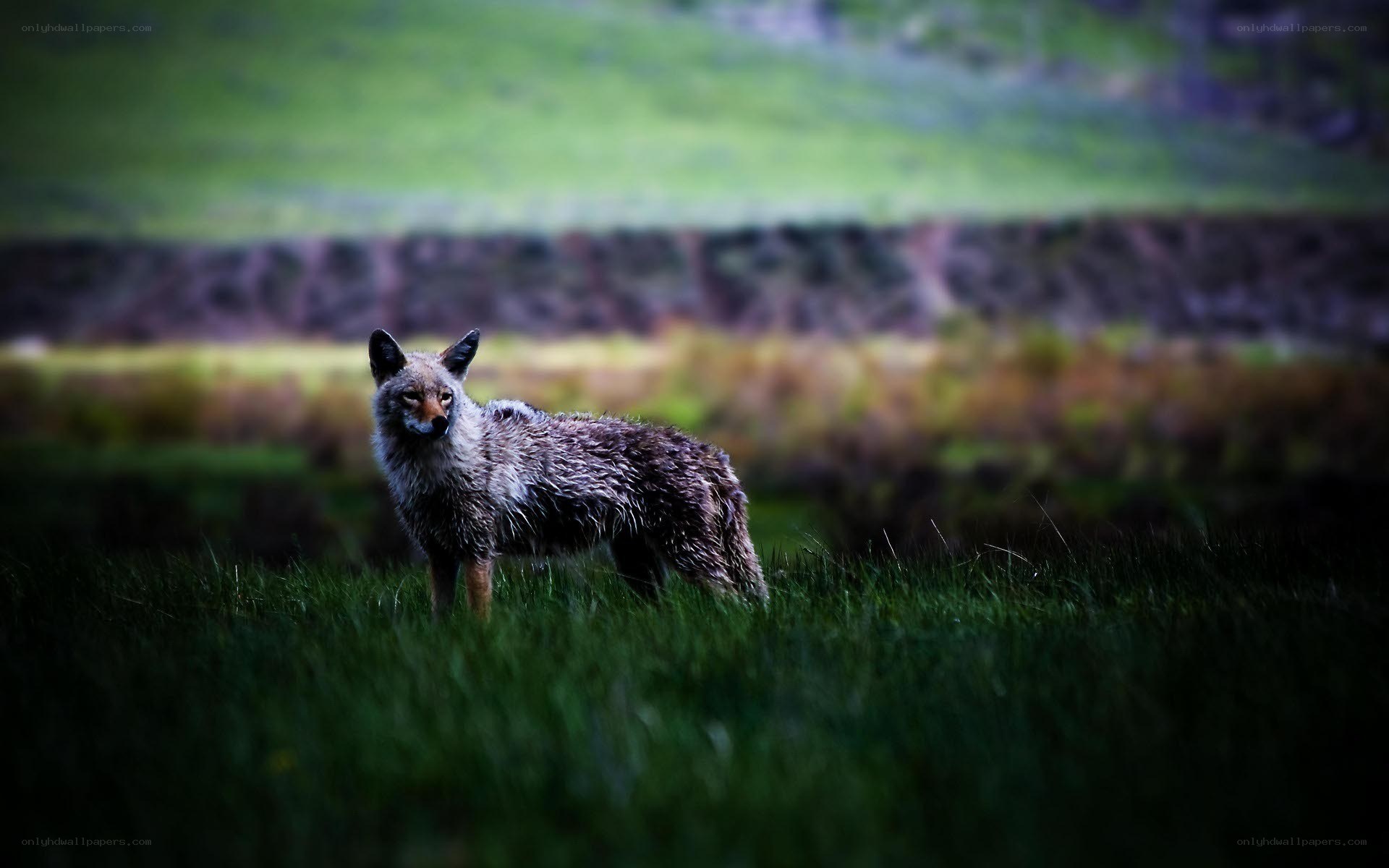 fox in a grassy field