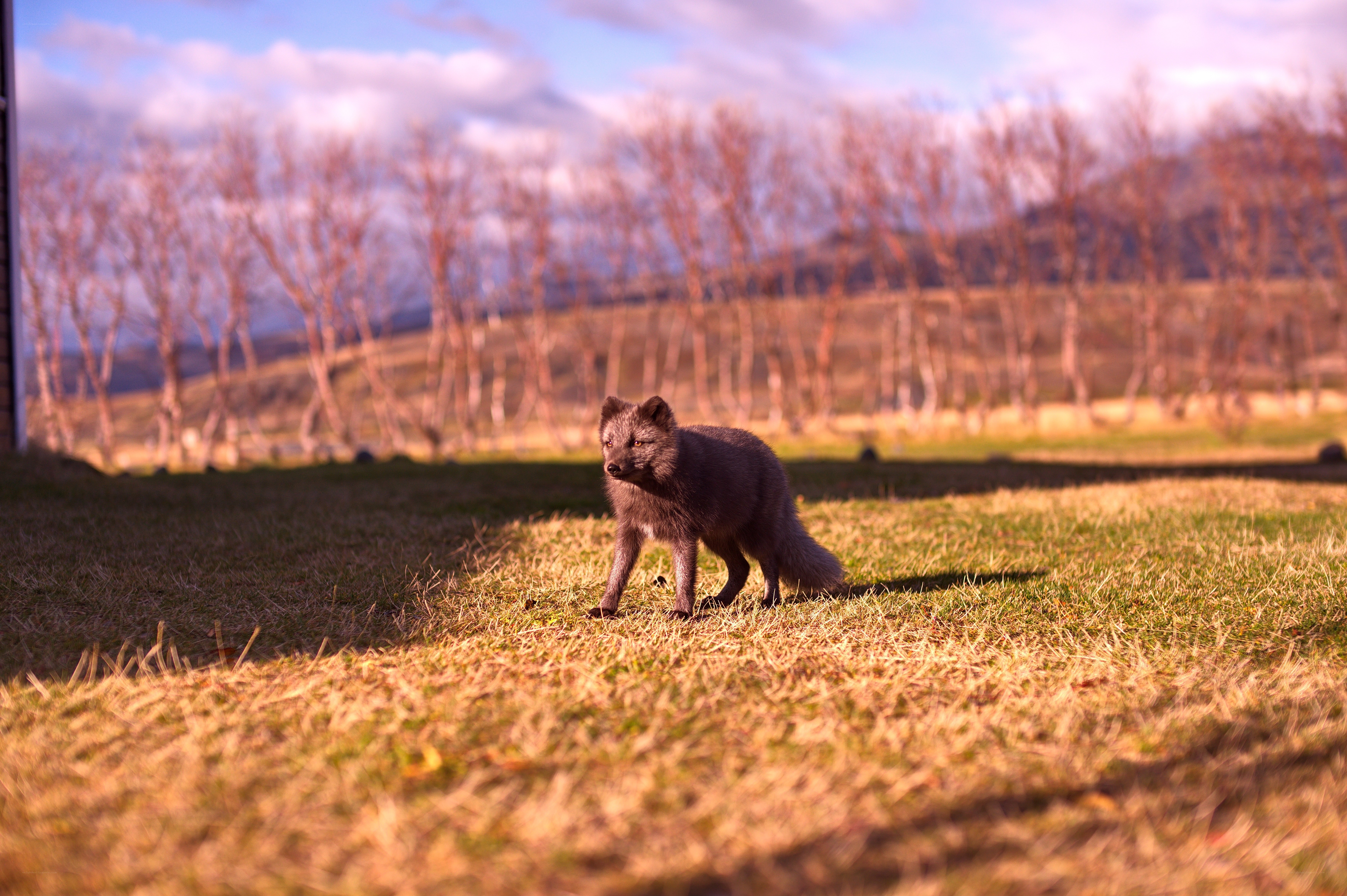 Fox in a grassy field