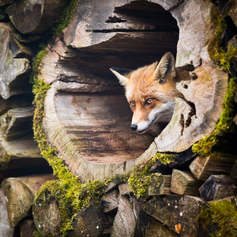 fox in a log pile