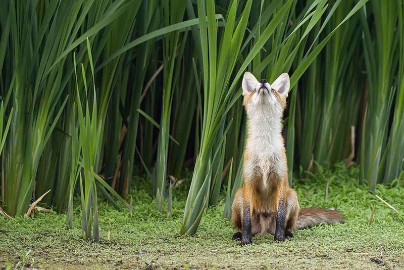 Fox in a marsh
