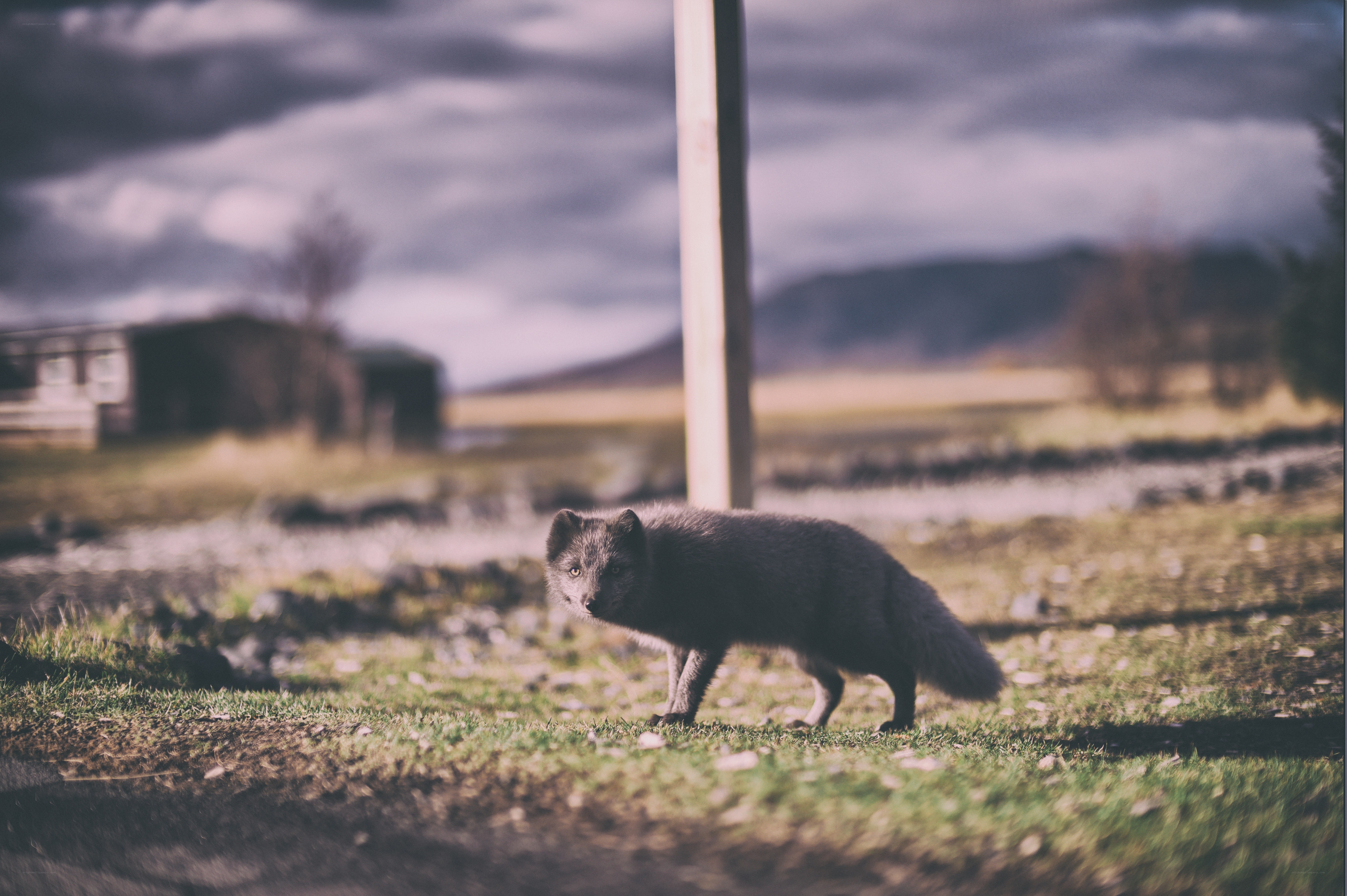 Fox in a rural landscape