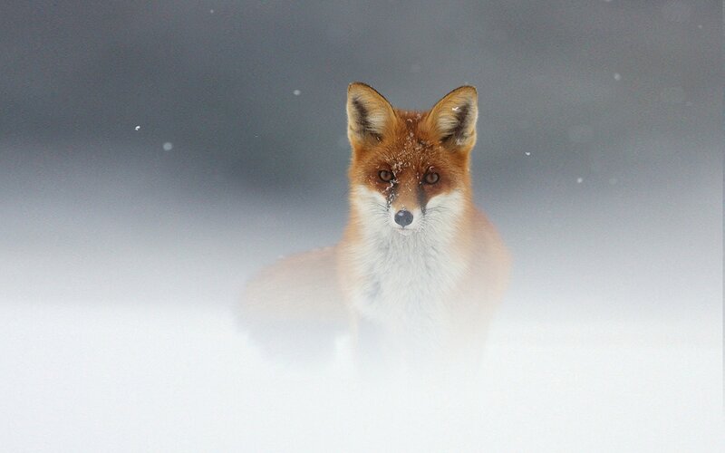 Fox in a Snowstorm