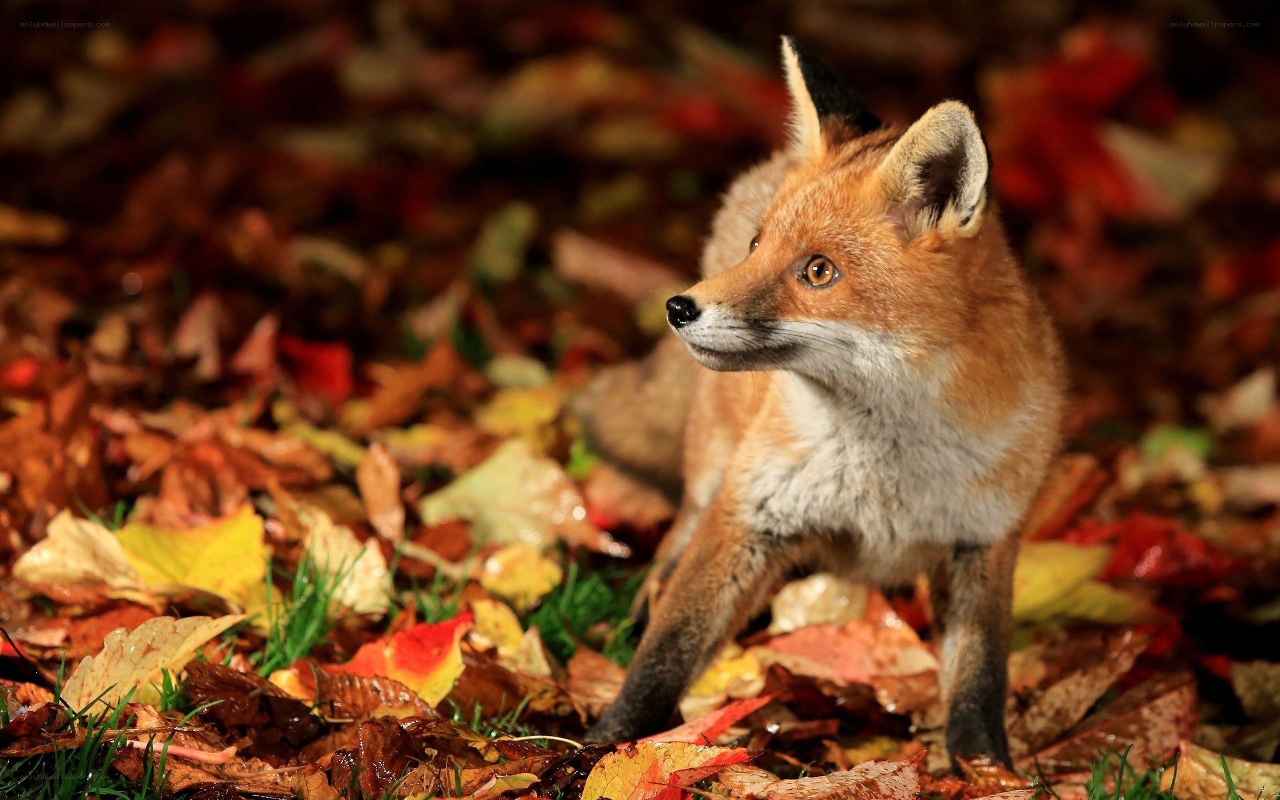 fox in autumn leaves