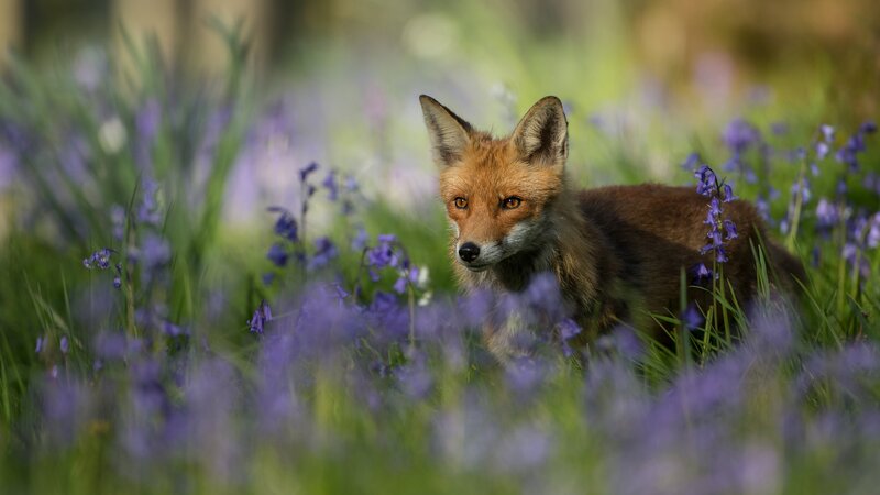 Fox in Bluebells — Purple, Calm