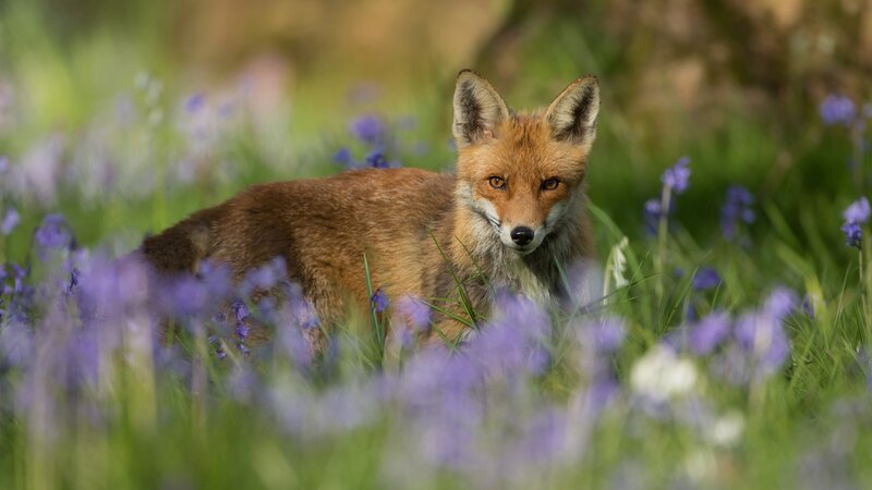 Fox in Bluebells — Purple